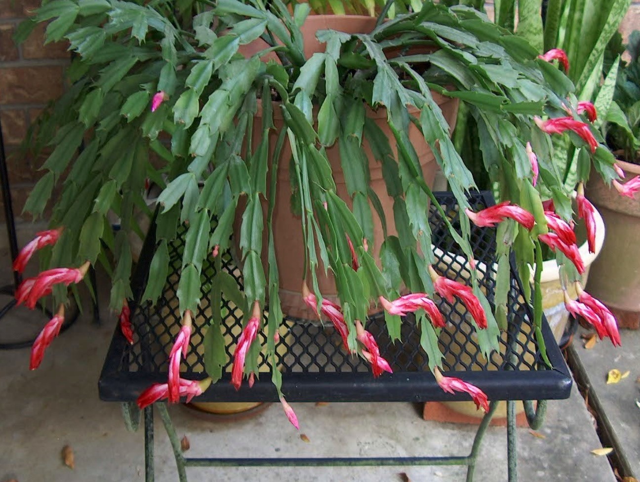 holiday cactus 1jpg